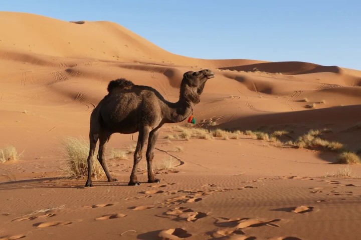 Magical Morocco 11-Day Grand Journey